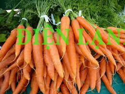 Kho lạnh bảo quản cà rốt