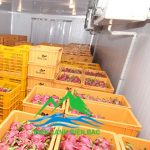 lap-dat-kho-lanh-bao-quan-trai-cay-bien-bac