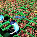 lap-dat-kho-lanh-bao-quan-hoa-qua