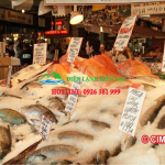 lap-dat-kho-lanh-bao-quan-ca-nhu-dau-hang-dau-ve-dich-vu-kho-lanh-hien-nay