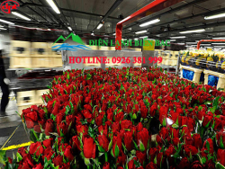 cong-ty-lap-dat-kho-lanh-bao-quan-hoa-uy-tin-tai-ha-noi