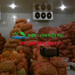 loi-ich-khi-lap-dat-kho-lanh-bao-quan-khoai-tay