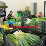 cong-ty-thi-cong-lap-dat-kho-lanh-bao-quan-rau-sach-uy-tin
