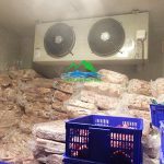 kho-lanh-bao-quan-ca-phuong-phap-bao-quan-ca-tot-nhat