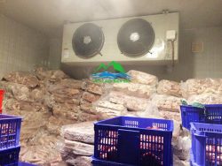 kho-lanh-bao-quan-ca-phuong-phap-bao-quan-ca-tot-nhat