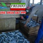 Kho lạnh bảo quản cá