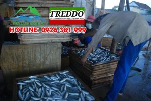 Kho lạnh bảo quản cá