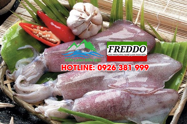 Kho lạnh bảo quản mực