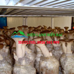 Kho lạnh bảo quản nấm