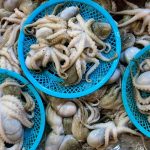 kho lạnh bảo quản bạch tuộc