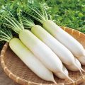 kho lạnh bảo quản củ cải